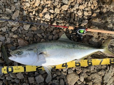 瀬戸内の釣り【シーバスロッド最強】 | 11年のデータを元にヒラメの